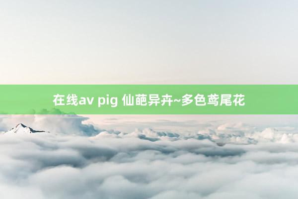 在线av pig 仙葩异卉~多色鸢尾花